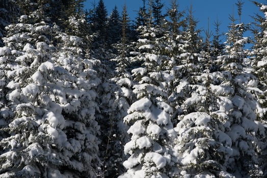 winter landscape in forest at sunset photo