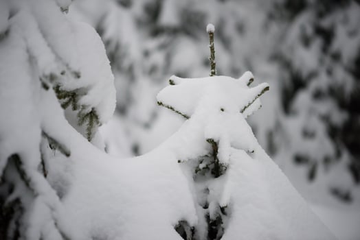 christmas evergreen pine tree covered with fresh snow photo