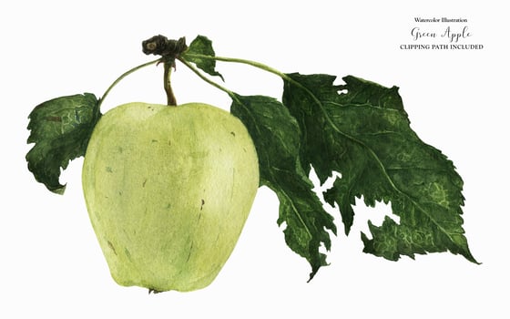 Green Apple Watercolor photo
