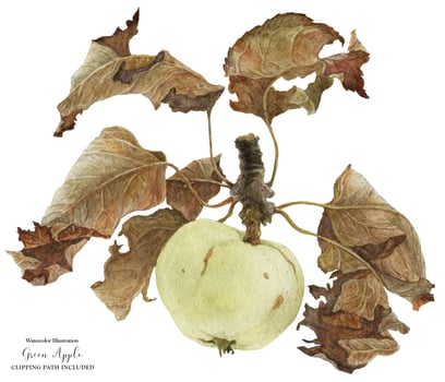 Green Baroque Apple Watercolor photo