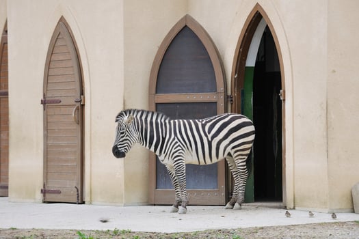 Animals in zoo photo
