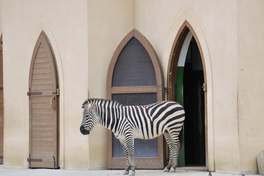Animals in zoo photo