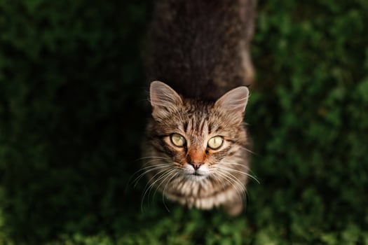 tabby cat on the move walking on green grass outdoors looking at camera curiously. Lovely and sweet striped little cat in the garden. Lovable and charming pet. Beautiful inquisitive curious cat. photo