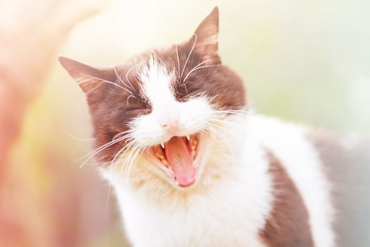 White and black cat on a sunny day. Animal. favorite. photo
