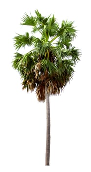 tropical trees isolated on white background photo
