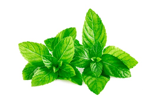 Mint leaves, mint leaves isolated on white background photo