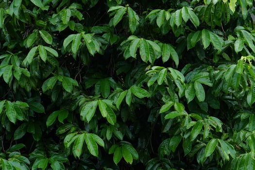 world environment day concept green leaf background photo