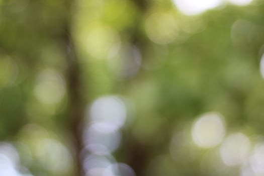 Bokeh, green and white leaves photo
