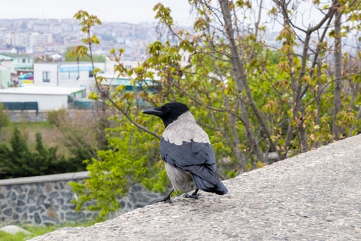 close-up of crow perched on a tree. portrait of crow. photo