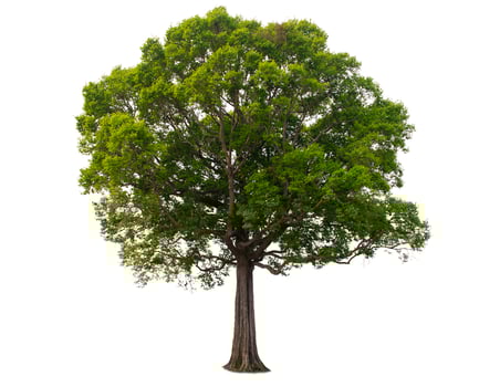 Single tree, shrub, isolated on white background. photo