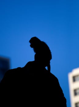 Baboon on rock silhouetted against blue sky photo