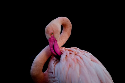 Greater flamingo preening pink feathers photo