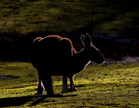 Red kangaroo silhouetted grazing on grass photo
