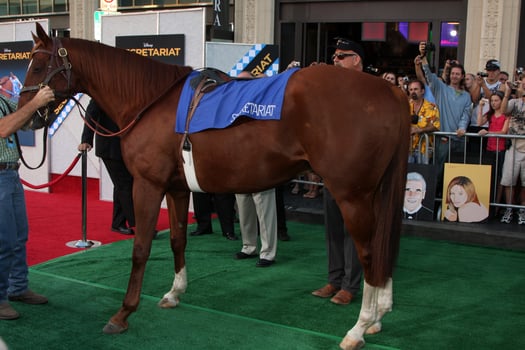 LOS ANGELES  SEP 30 Atmosphere Horse arrives at the Secretariat Premiere at El Capitan Theater on September 30 2010 in Los Angeles CA photo