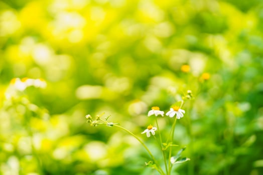 Closeup of grass white with yellow pollen flower under sunlight with copy space using as background natural plants landscape, ecology wallpaper cover page concept. photo