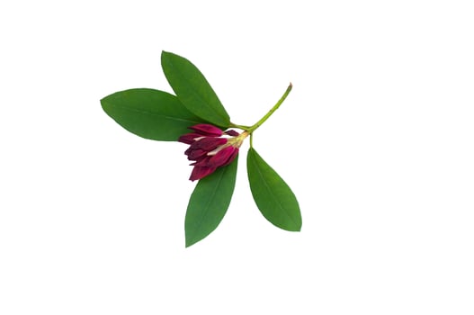 Bright red color rhododendron flower on a branch with leaves photo