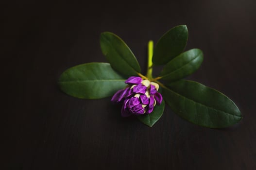 Purple azalea flower with leaves on a wooden black background. photo