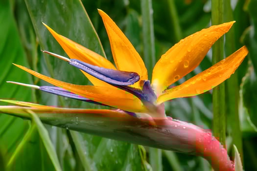 Bird of paradise photo
