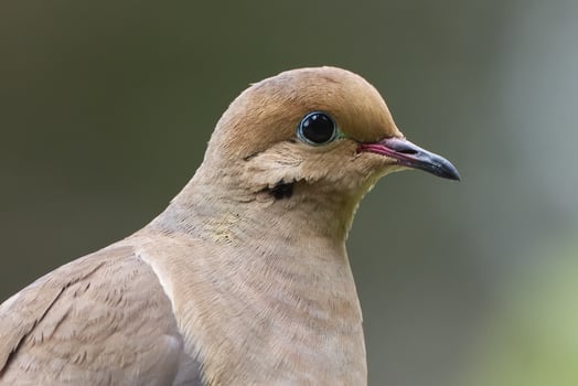 Mourning Dove headshot. Photo taken in Richmond Hill, Ontario, Canada.