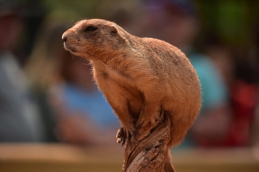 Very Cute Prairie Dog on a Wood Stump photo