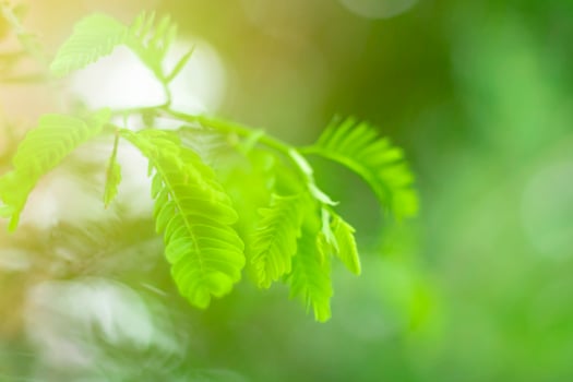 Blurred Leaves Abstract Background Green Leaf Bokeh Blurred Nature Bokeh nature wallpaper. Bokeh photo