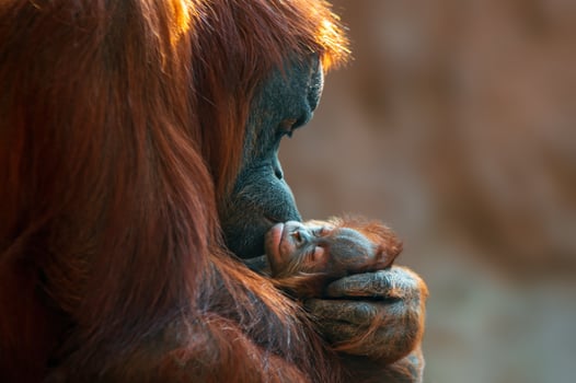 orangutan mother cares for her baby photo
