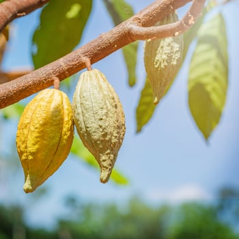 Cacao tree with cacao pods in a organic farm. photo