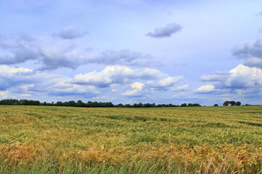 Summer view on agricultural crop and wheat fields ready for harvesting photo