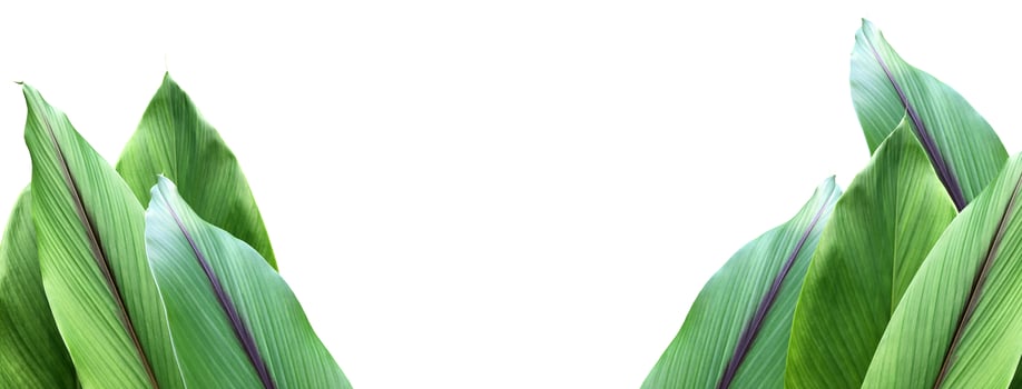 Isolated turmeric leaf with clipping paths. photo