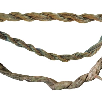 big jungle vine isolate on white background photo