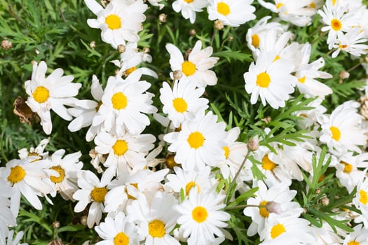 Spring flowering during the month of April on the Catalan coast, Spain. photo