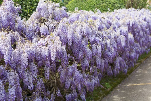 Spring flowering during the month of April on the Catalan coast, Spain. photo