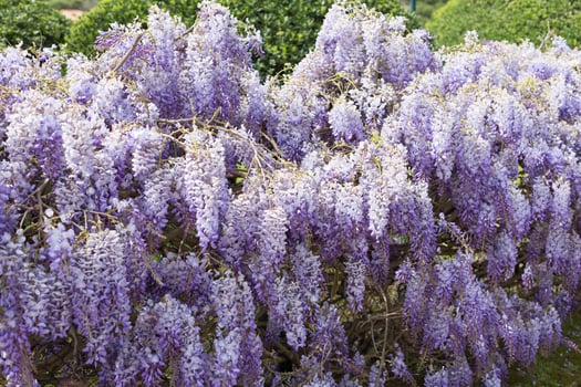 Spring flowering during the month of April on the Catalan coast, Spain. photo