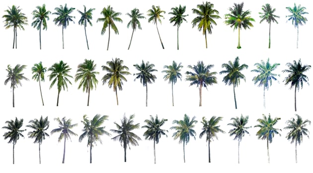 The collection of trees.Coconut and palm trees Isolated tree on white background. photo