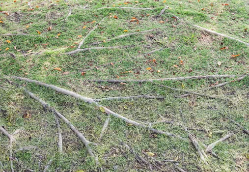 Complex tree root of the large tree. photo
