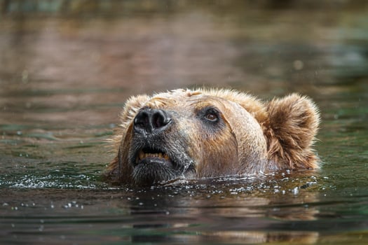 Kamchatka brown bear photo