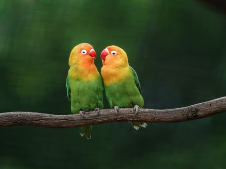 Fischer's lovebird on branch photo