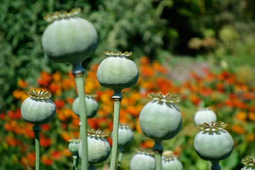 Seed pods of the Giant Opium Poppy Pionvallmo photo
