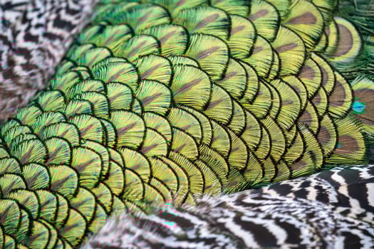 Close up of the colourful plumage of a Peacock photo