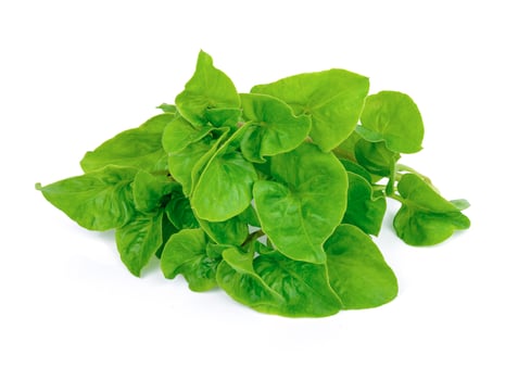 fresh watercress isolated on white background photo