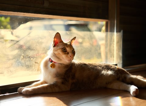 cat at door look inside photo