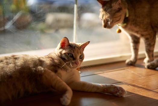 cats on beside door photo