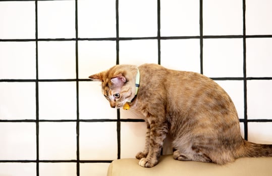 cat on sofa photo