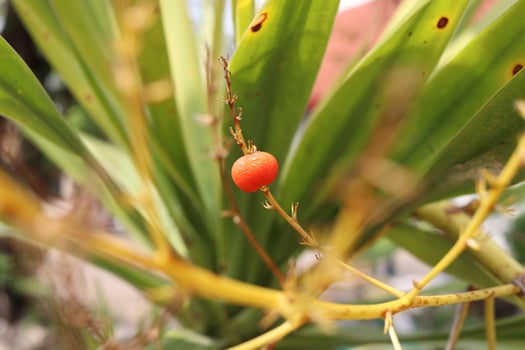 A orange fruit of Dracaena Loureini Gagnep is on dry branch and green leaves background, native plant in Thailand. photo