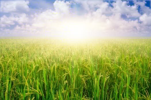 Paddy rice grains in rice field against blue sky background and sun rays. photo