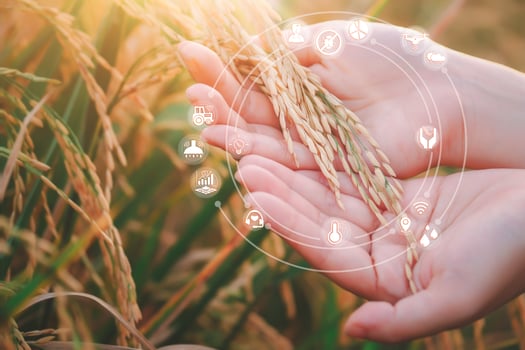 Female hand touching rice in a paddy rice field and smart farming icons technology. Innovation Agricultural technology, Modern agriculture, Smart farming system concept. photo
