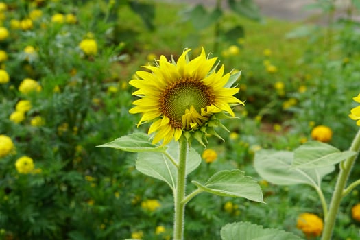Beautiful yellow sunflowers blooming in the garden photo