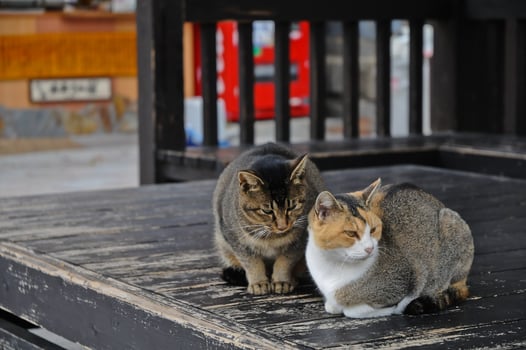 Two Japanese cats having disagreement on wooden floor photo