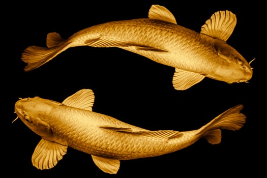 Koi fish golden round the circle loop for lucky or infinity long live symbol concept isolated on black background. photo