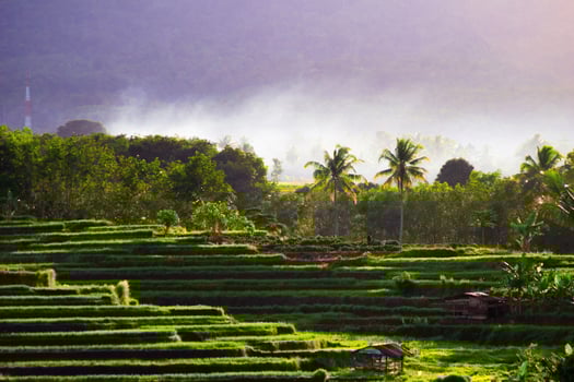 Morning view of green rice terraces on a sunny day and beautiful mountains in north bengkulu photo